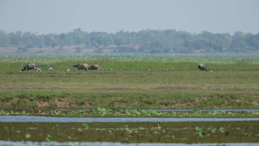Distant landscape view of wild water buffalo herd grazing along wetland lake shores in national reserve. Tropical marshland swamp ecosystem, peaceful animal biodiversity, and countryside concept.