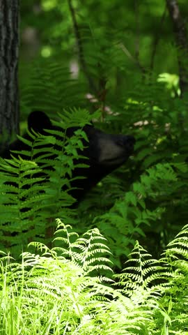 American black bear, Ursus americanus, pauses and looks around while partially hidden among ferns in a spring forest in Dunn County, Wisconsin. Vertical video with natural sound.