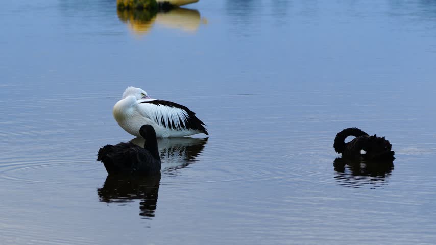 An Australian pelican rests in shallow water beside two black swans that have just awakened in the early morning at Lakes Entrance, Victoria, Australia.