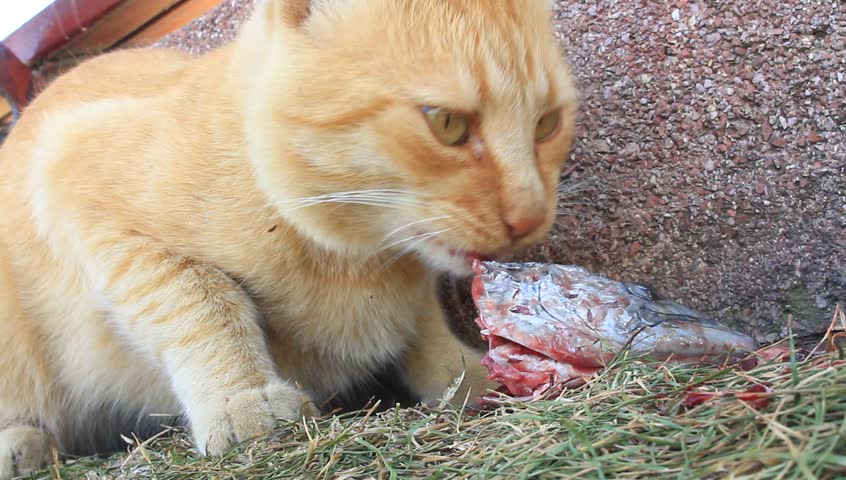 Cat with bloody fish food
