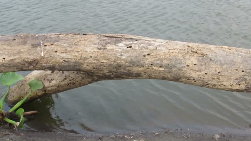A partially submerged, decaying log near the water, with small holes on its surface.