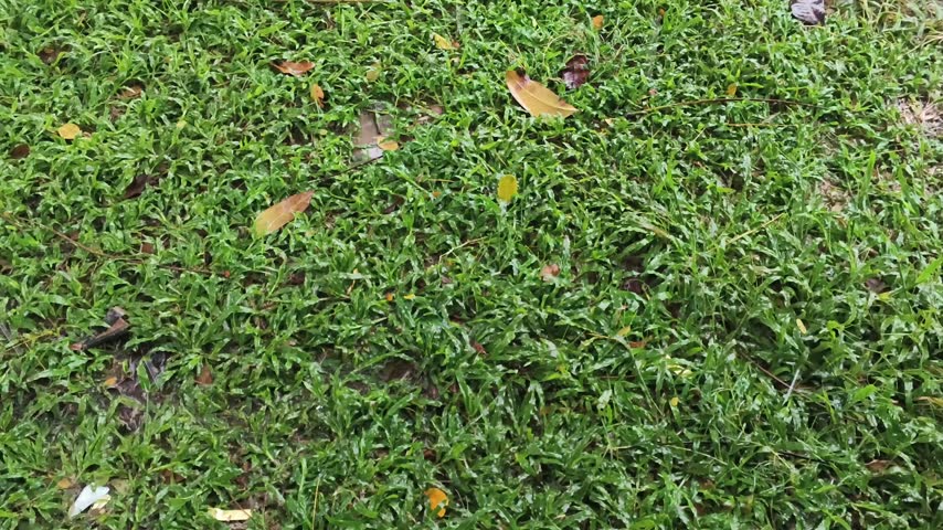 4K Close up of wet mini elephant grass lawn under the rain with scattered fallen dry autumn leaves.