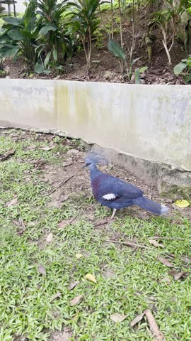 victoria crowned pigeon walking around in the park during summer, high angle