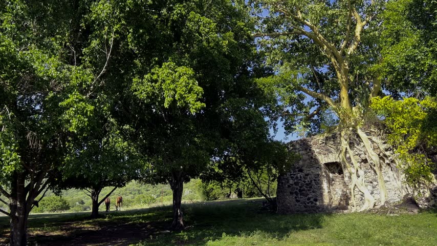 Mature trees shading grassy park with stone ruins and grazing horses in background creating peaceful rural landscape with blue sky and natural greenery outdoors