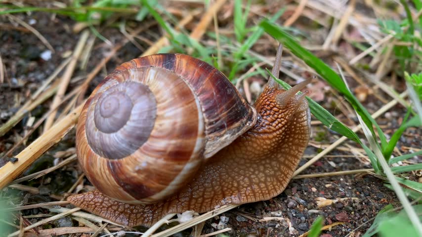 Large land snail crawling across soil, close-up side view emphasizing spiral shell texture, muscular foot and tentacles, useful for gastropod biology, mollusk anatomy, wildlife study, garden ecology