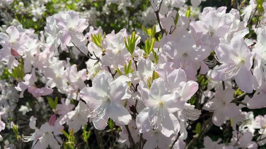 Rhododendron schlippenbachii azalea white flowers.