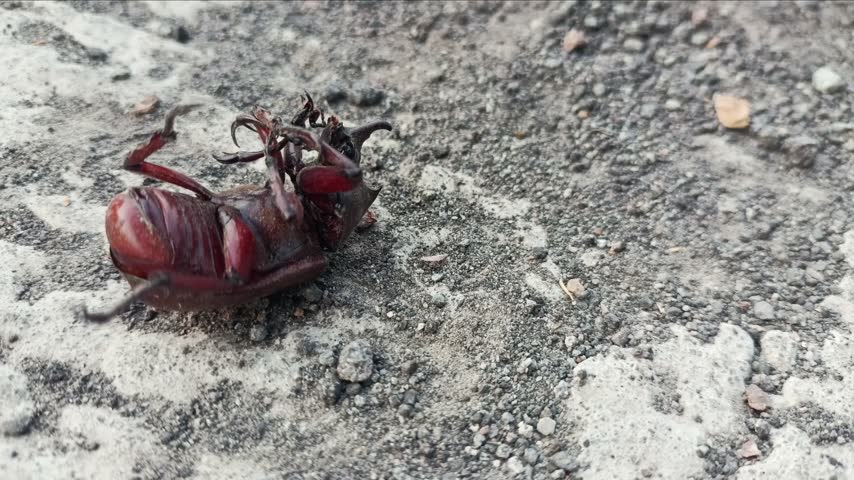 A rhinoceros beetle or coconut beetle (kumbang kelapa) lying upside down on a concrete floor.