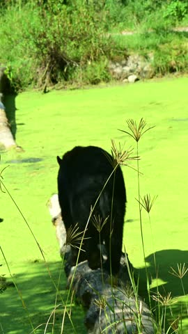 Black bear walking along a log.