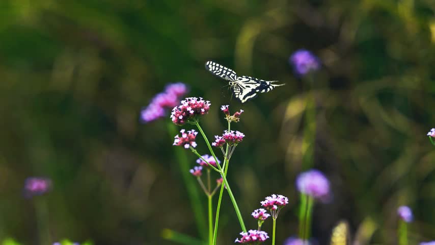 A beautiful swallowtail butterfly feeding on vibrant purple verbena flowers in a wild garden. Macro nature footage.