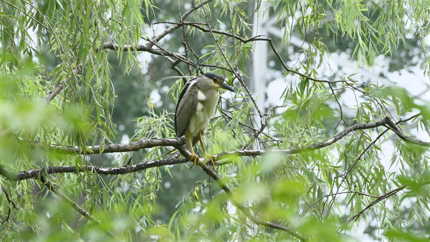 Black-Crowned Night Heron Perching in Willow Branches Close-Up