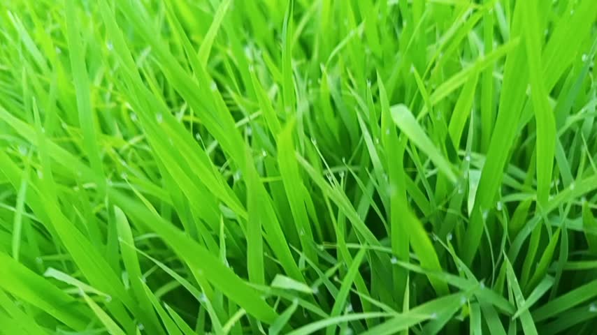 Rice seedlings in the nursery, ready to be transplanted to the paddy field.