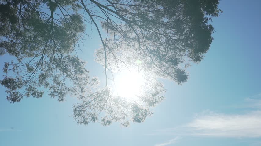 The swaying of the tree in the wind—the leaves appear to move as if dancing.