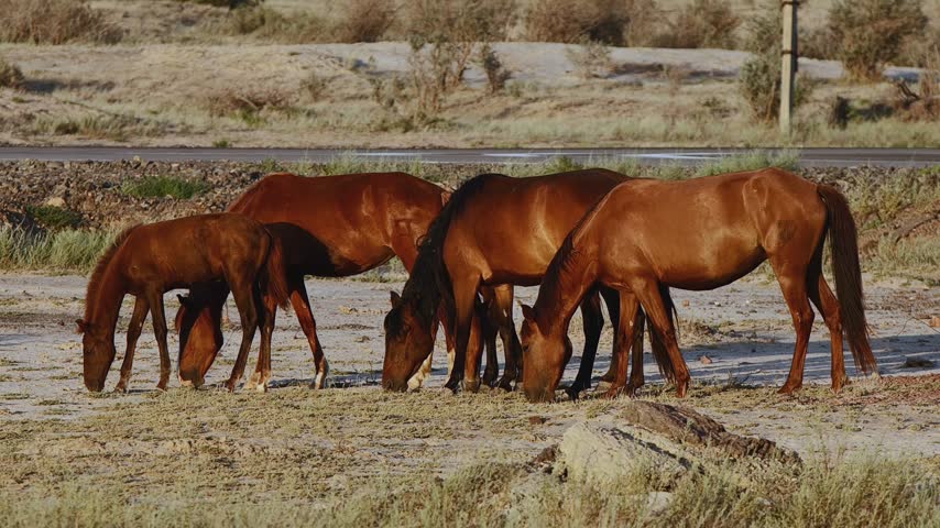 A Herd of Horses (Equus caballus) Grazing on Sparse Grass Across a Dry Summer Steppe