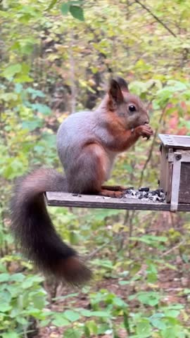 A brown squirrel eats from a special feeder with a lid. Natural animal behavior in the wild. Vertical HD footage