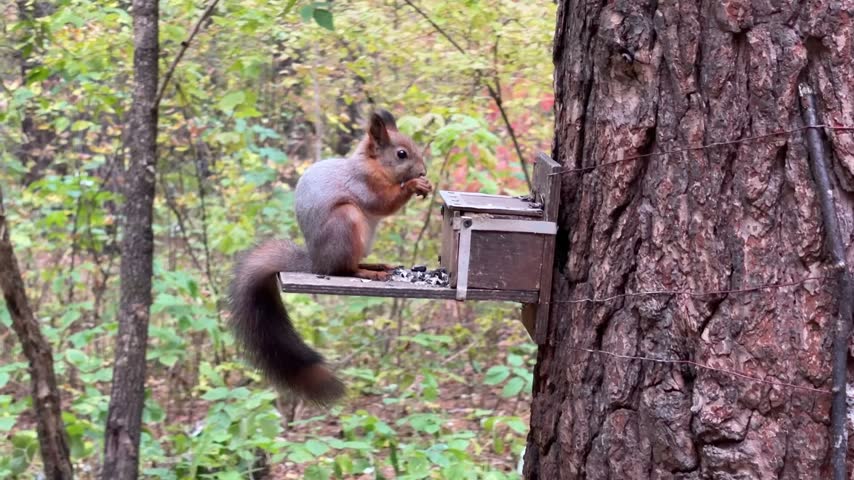 A brown squirrel eats from a special feeder with a lid. Natural animal behavior in the wild. 4K footage