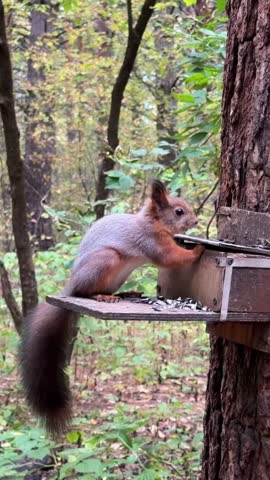 A brown squirrel eats from a special feeder with a lid. Natural animal behavior in the wild. Vertical HD footage