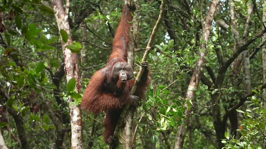 Massive Bornean Orangutan Pausing to Yawn While Gripping a Tree, Red Haired Ape Resting Among Branches in the Tropical Forest of Indonesia
