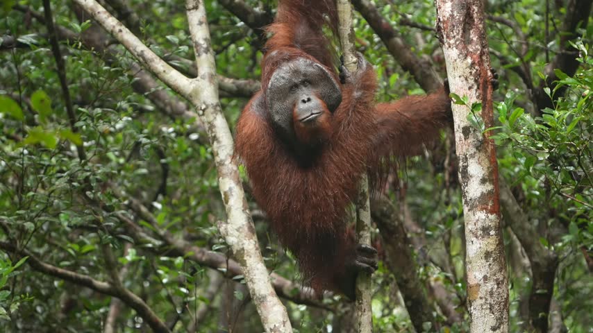 Wild Giant Orangutan Hanging From a Tree and Watching Carefully, Bornean Red Haired Primate Suspended Among Dense Leaves and Branches in Tropical Forest