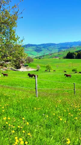 Panoramic view of horses grazing peacefully in a lush green mountain pasture during a bright sunny day in the Swiss Alps, featuring rolling hills and blue skies.