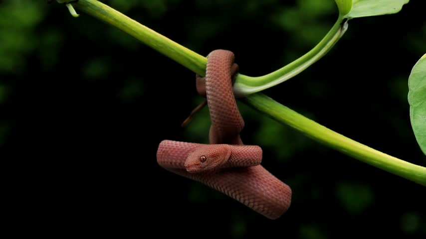 Mangrove pit viper (Trimeresurus purpureomaculatus) displaying striking reddish-orange coloration and strongly keeled scales, native to coastal regions of Southeast Asia.