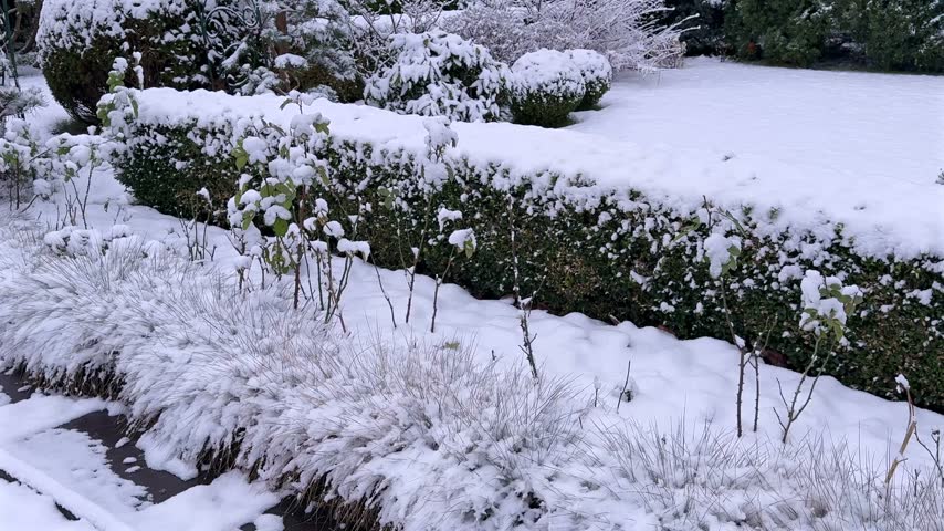 A layered winter garden scene featuring tall evergreens and tiered, snow-covered hedges and shrubs, with a backdrop of a dense, frosty forest on a cold, overcast day.
