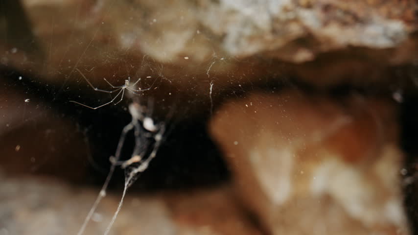 Close up of a small spider suspended on a delicate web between natural rocks