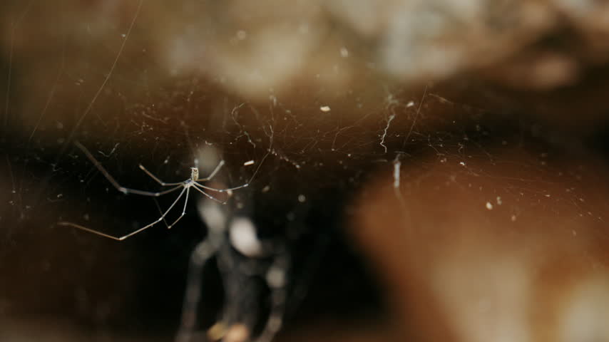 Close up of a small spider suspended on a delicate web between natural rocks