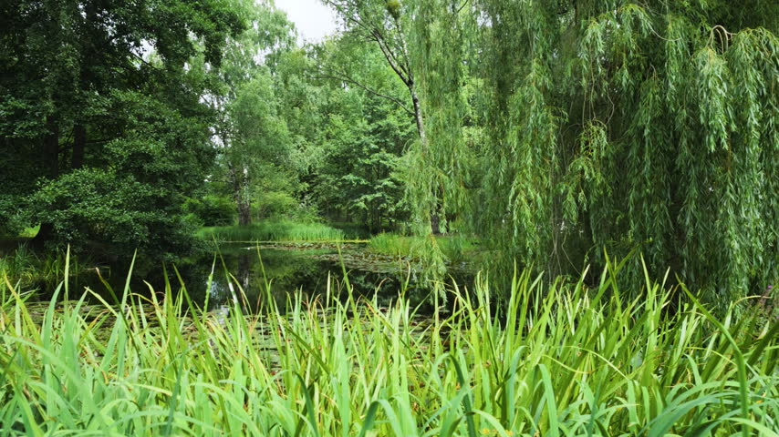 Lush green pond with weeping willow and reeds in summer park