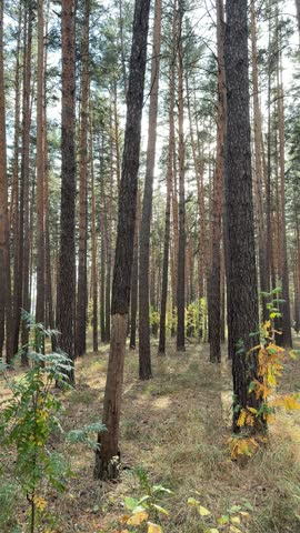 Autumn forest with yellow foliage and dry grass on the ground. A gentle breeze rustles the leaves in a peaceful natural setting.