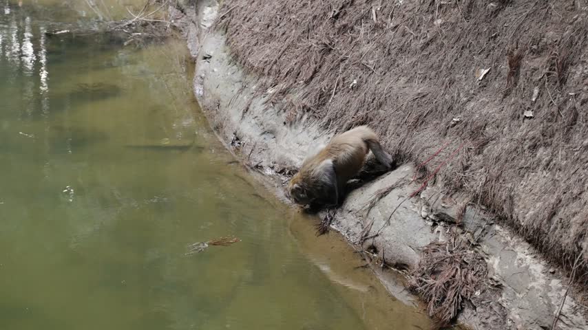 Rhesus macaque climbs a bank beside water in Zhangjiajie, China.