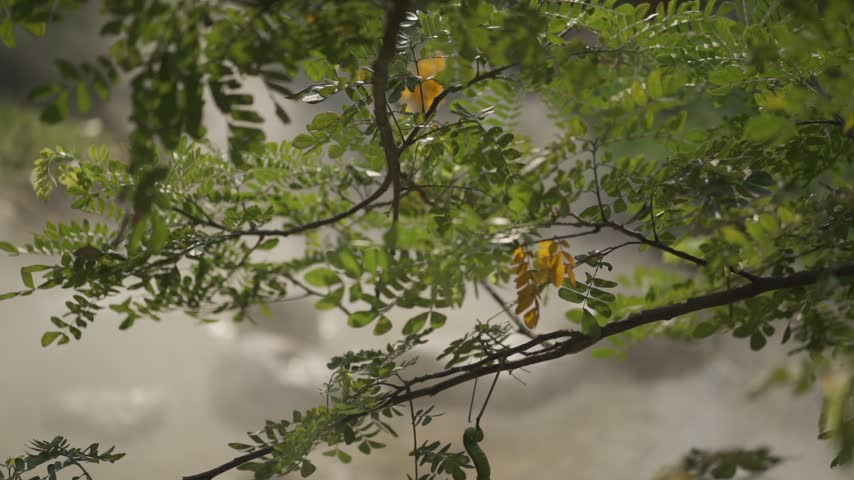 Green branches hang gently over a misty pond in the early morning. Soft sunlight illuminates the water and creates a peaceful natural atmosphere.