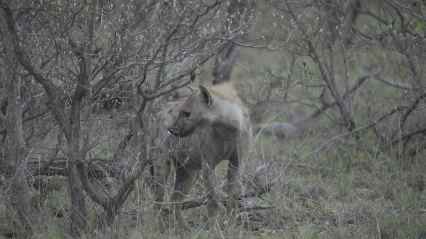Wildlife, Hyena In Kruger National Park, South Africa