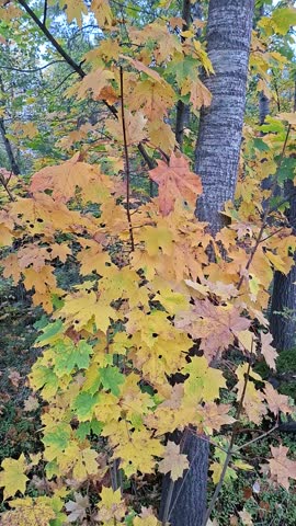 Golden Yellow Maple Leaves in Autumn Forest