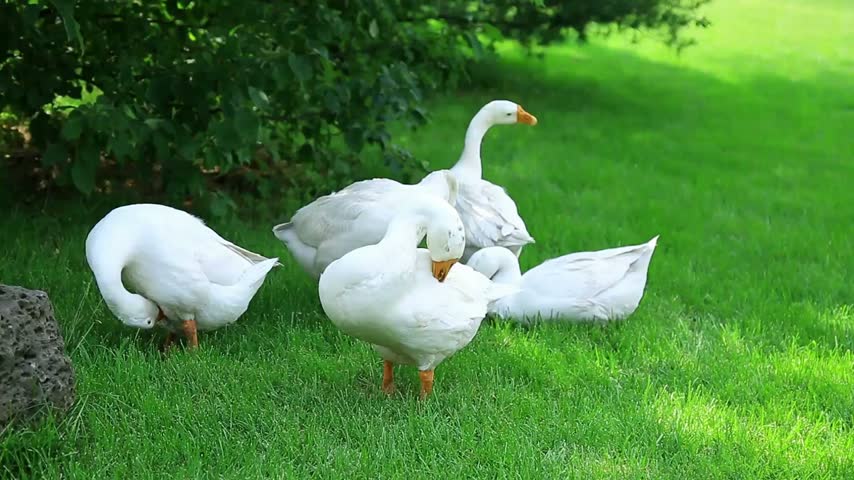 4K footage of five white geese resting peacefully in the shade on green grass, capturing a calm outdoor scene and natural bird behavior.
