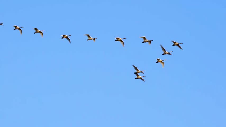 A group of wild geese flying together in a V-shaped formation across a clear blue sky, showcasing natural bird behavior and coordinated flight.