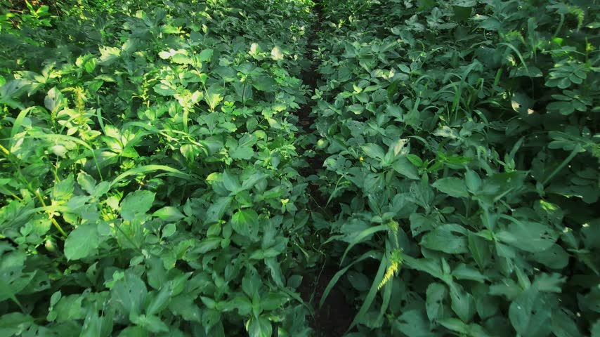 Morning Sunlight Shifting Across Forest Trail Path: A continuous low-height tracking movement pushes forward along a hidden dirt track enveloped by lush wild bushes and dew-kissed green foliage.