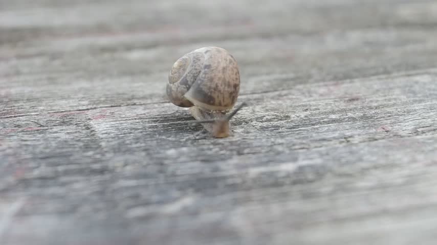 Close-up of a small garden snail slowly crawling across a weathered gray wooden surface.