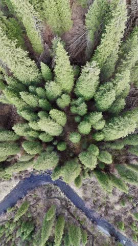 Aerial vertical footage showing a secluded lake surrounded by mountains, pine forest and natural wilderness.