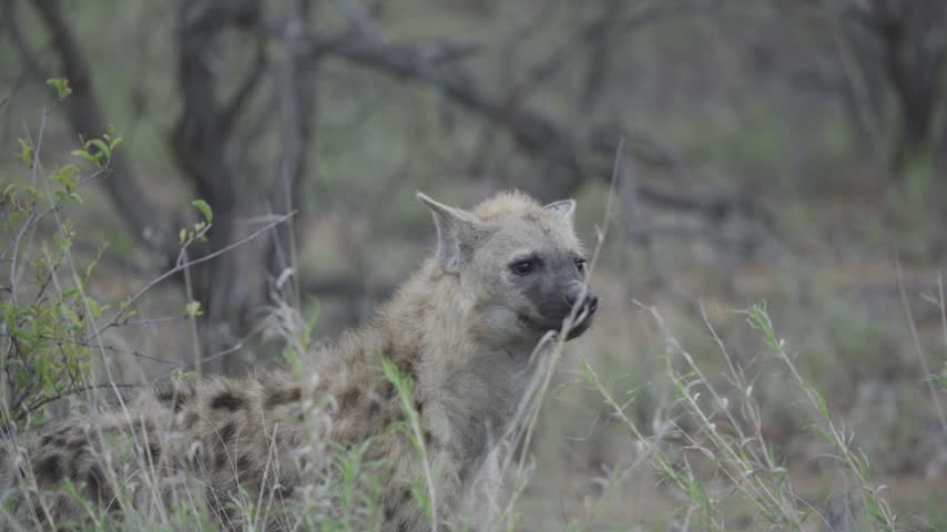Wildlife, Hyena In Kruger National Park, South Africa