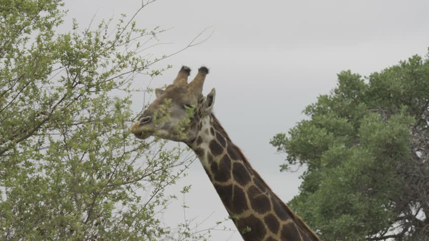Wildlife, Giraffe In Kruger National Park, South Africa