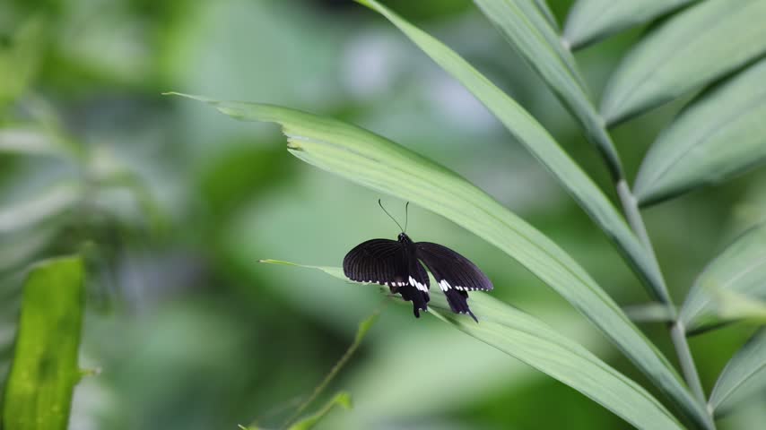SINGAPORE - 24 SEP 2026: 10.42 am. A MALE Common Mormon (Papilio polytes romulus) butterfly is perched on a leaf in the Botanic Garden of Khoo Teck Puat Hospital. Belonging to the swallowtail family (Papilionidae), it has a velvety black upperside with a distinct white band across the hindwings. Females display multiple forms that mimic unpalatable species like the Common Rose. Wingspan typically ranges between 70 mm and 85 mm.  
