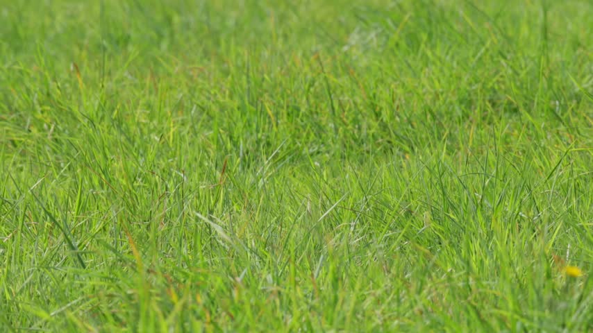 Green grass in the field, meadow or park.