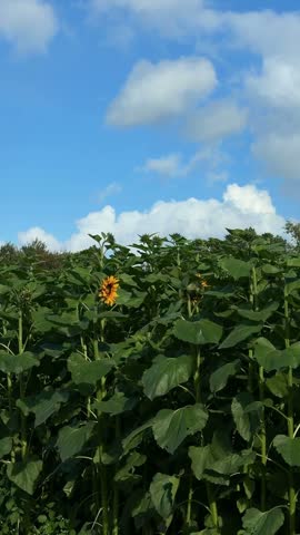 Bright yellow sunflower with textured center and green leaves under a vivid blue sky and white clouds 