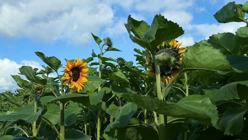 Bright yellow sunflower with textured center and green leaves under a vivid blue sky and white clouds 