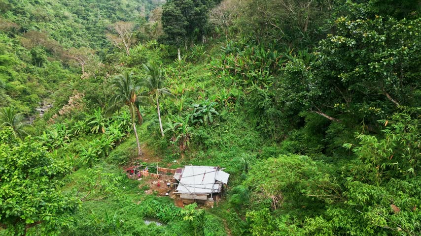 Aerial overview of an isolated village house surrounded by dense tropical greenery and abaca trees - San Miguel, Catanduanes, Philippines