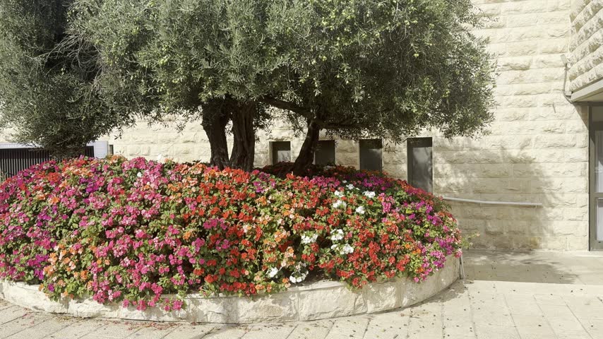 Flowerbed with colorful Impatiens walleriana and an olive tree beside a typical historic house in Jerusalem’s German Colony neighborhood.