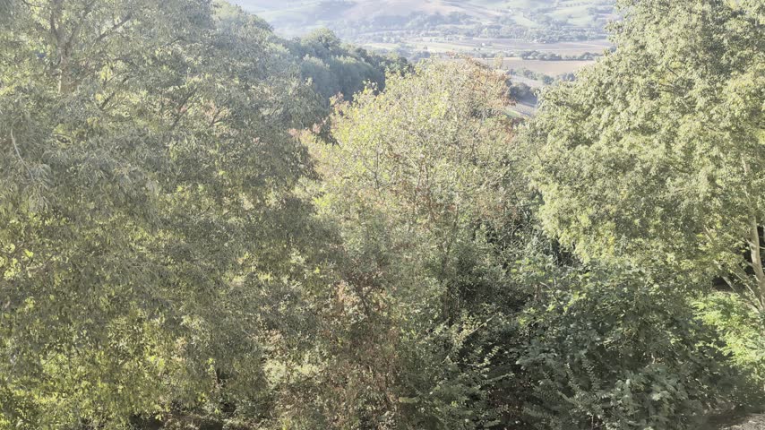 Panoramic hilly landscape with valleys and mountains in the distance, framed by green trees in the foreground under a clear sky