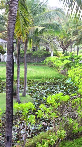 Tropical garden surrounds lily pond with coconut palms, dense shrubs and bright lawn. Lush landscaped grounds offer quiet green retreat beneath layered palm fronds, with pond water among lilies.