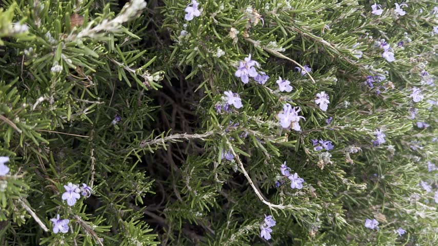 Delicate blue rosemary flowers covering a carefully shaped bush near the ancient walls of an Israeli Old City.