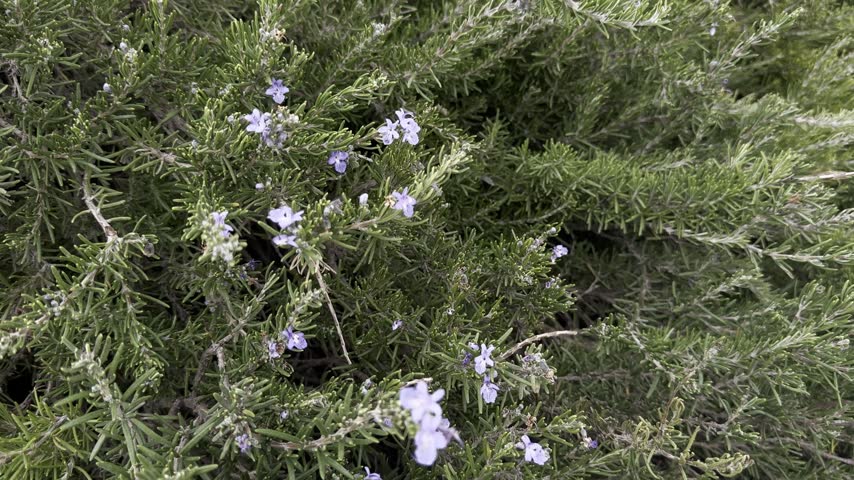 A flowering rosemary shrub with soft blue blossoms growing beside the historic stone walls of an Old City in Israel.
